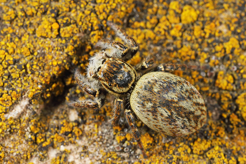 Carrhotus xanthogramma -